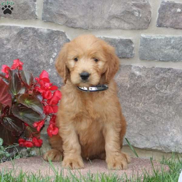 Hank, Goldendoodle Puppy